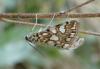 Elophila nymphaeata